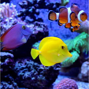 alt "chef de rayon aquariophilie" 
